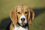 Beagle Portrait