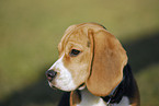 Beagle Portrait