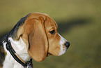 Beagle Portrait