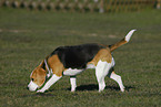 snuffling Beagle