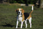 standing Beagle