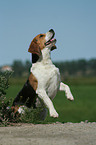 Beagle