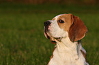 Beagle Portrait