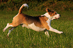 running Beagle