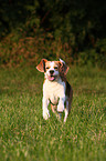 running Beagle