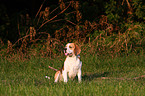 sitting Beagle