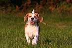 running Beagle