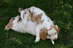 playing Beagle puppies