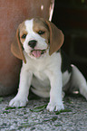 Beagle