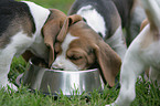 eating beagle