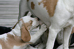 she-dog suckles puppies