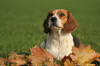 female Beagle