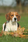 female Beagle