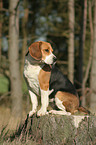 female Beagle