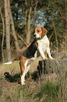 female Beagle