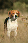 female Beagle