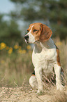 female Beagle