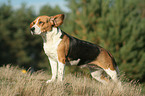 female Beagle