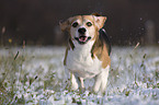 running Beagle