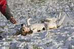 Beagle wallowing in snow