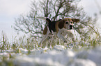 running Beagle