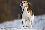 running Beagle