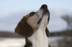 Beagle Portrait