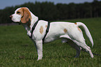 standing Beagle