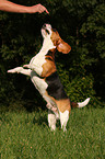 Beagle shows trick