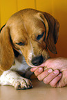 feeding a Beagle