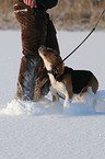 man and beagle