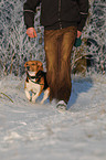 man and beagle
