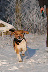 running Beagle