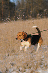 running Beagle