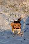 running Beagle