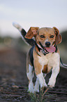 running Beagle