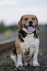 Beagle