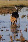 drinking Beagle