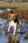 running Beagle