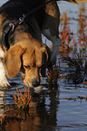 bathing Beagle