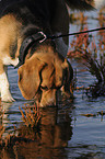 drinking Beagle