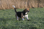 running Beagle