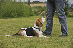 woman with Beagle