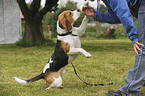 woman with Beagle