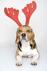 Beagle with antlers