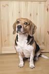 sitting Beagle