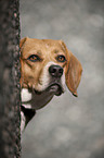 Beagle Portrait