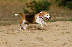 running Beagle