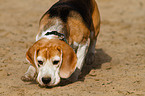 snuffling Beagle