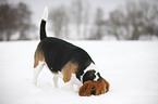 snuffling Beagle